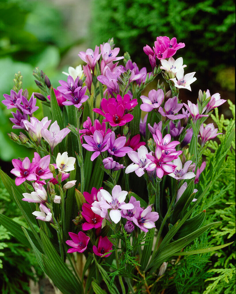 Babiana-Babiana Blandet 10-pakning